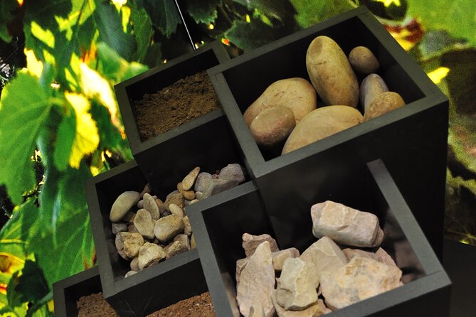 The prestige course at Maison Brotte - The Musée du Vin Brotte: why the museum feels different