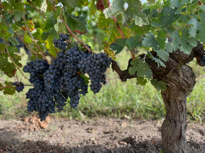 The vertical at Château Cruzeau - Should you book the vertical at Château Cruzeau?