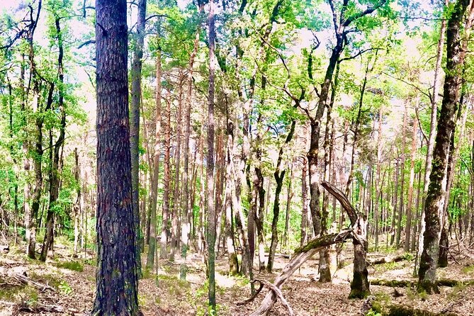Tour with the Mountain Train, Trek to Mystic Forest and Castle - Key things I’d circle before you book