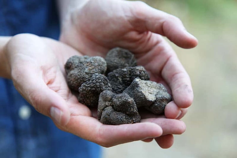 Truffle Hunting in Provence - Meeting Johann and the Dogs: How the Hunt Plays Out in the Fields
