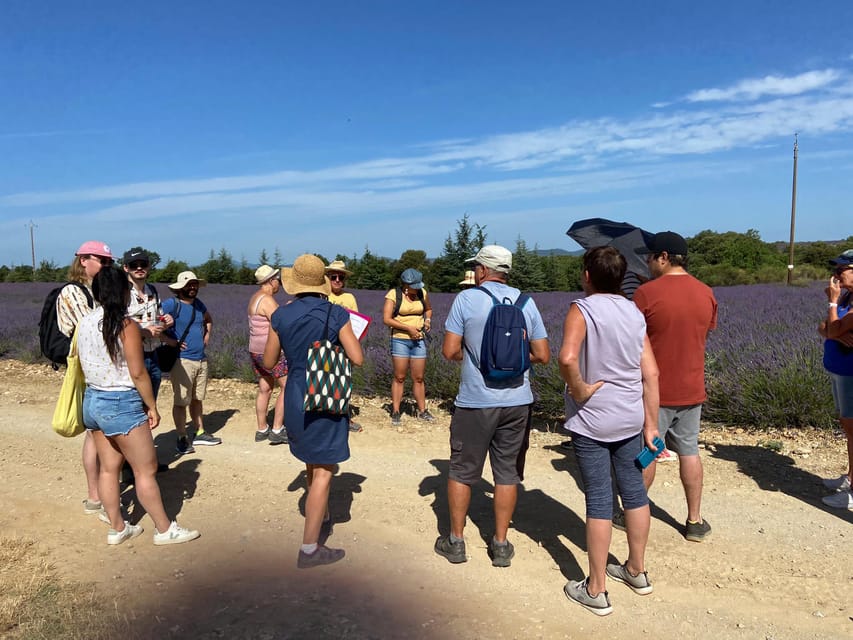Valensole : Visit of a winery and lavender farm - A working Provence estate, not just a field of purple