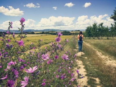 Valensole : Visit of a winery and lavender farm - The 150-minute walk through plants and farming
