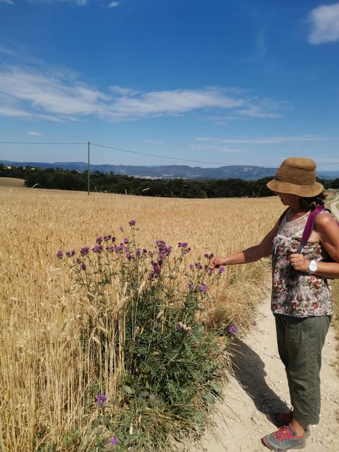 Valensole : Visit of a winery and lavender farm - A practical arrival at the stone farm