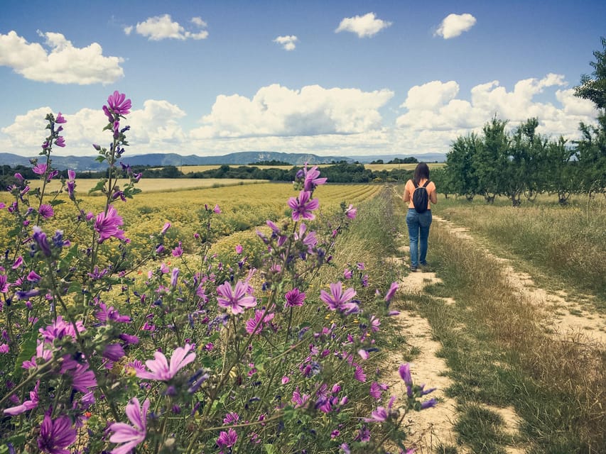 Valensole : Visit of a winery and lavender farm - The 150-minute walk through plants and farming