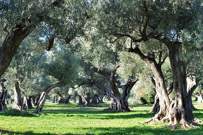 Van Gogh's Provence & Les-Baux-de-Provence - Afternoon Tour - Les Baux-de-Provence: A Walkable Village With Big Views