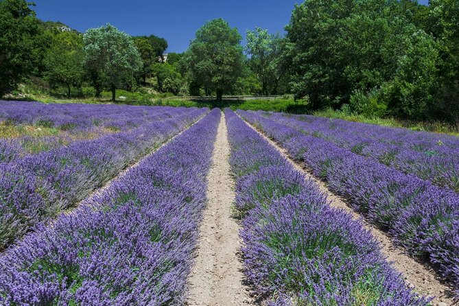 Verdon Canyon and its Lake Full Day Tour - Weather, cancellations, and booking timing