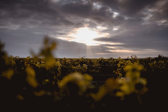 Vineyard tour and wine tasting in Davron - Following the vines with an English-speaking guide