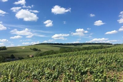 Vineyard Walking Tour & 5 Champagnes Tasting - Learning how Champagne is made by video