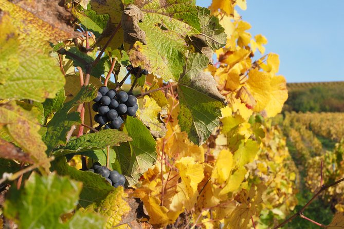 Vineyard Walking Tour & 5 Champagnes Tasting - Why the small group makes a difference