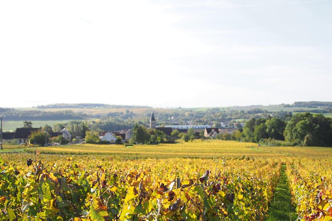 Vineyard Walking Tour & 5 Champagnes Tasting - Price and what you receive for $46.30