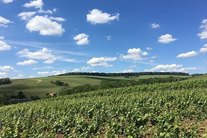 Vineyard Walking Tour & 5 Champagnes Tasting - Learning how Champagne is made by video