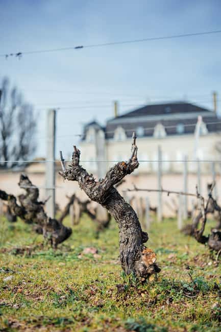 Visit : Château du Moulin-à-Vent, where time is an ally - Is $93 a fair price?