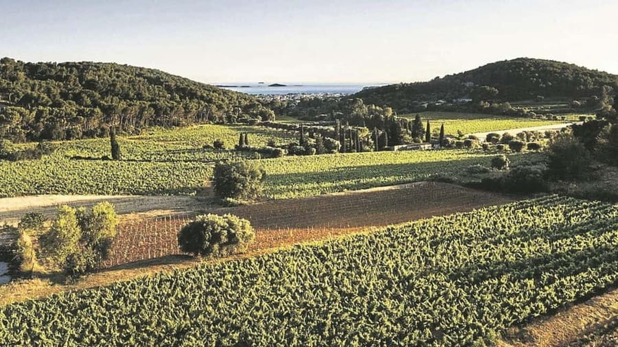 Visit the vineyards and discover Bandol wines - Key highlights you’ll feel right away