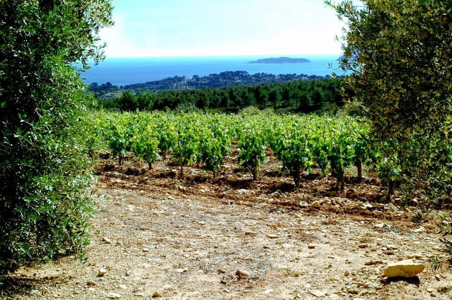 Visit the vineyards and discover Bandol wines - The estate visit: seeing how Bandol wine gets made