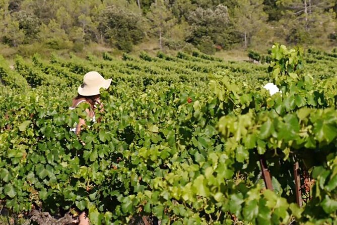 Visit to the Faugères Vineyards with Picnic from Béziers - Second estate: tasting the schist soil