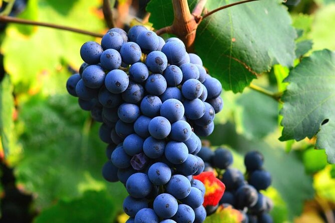 Visit to the Faugères Vineyards with Picnic from Béziers - First estate: how Faugères wine begins