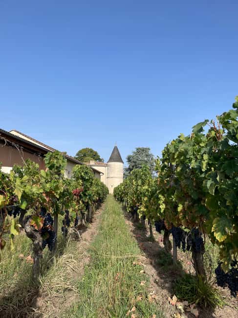 Visit to the property and wine/cheese pairing workshop - Key things you’ll notice at Château Cruzeau