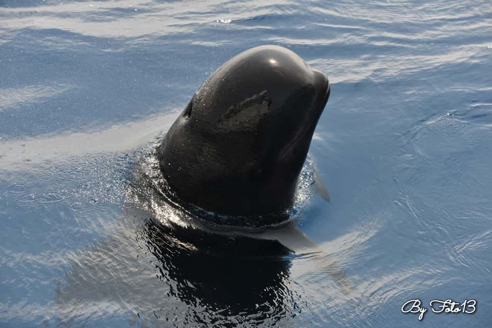 Whale-Watching, Dolphins & Whales from Bandol - Key things I’d circle before you go