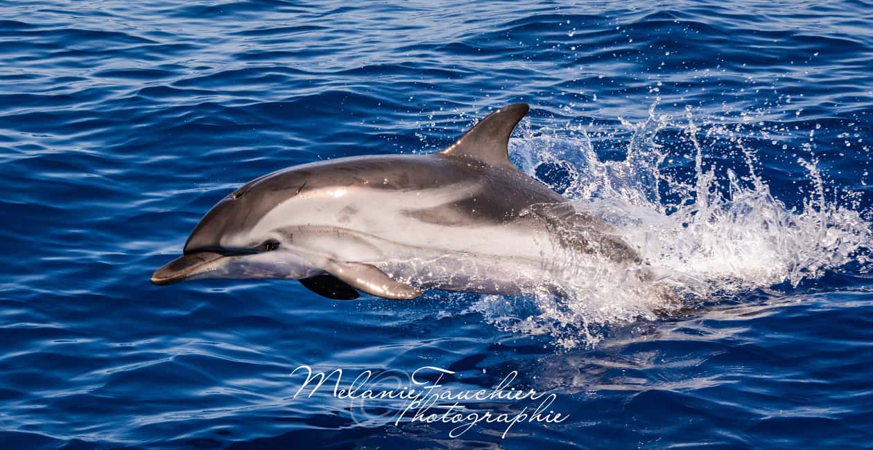 Whale-Watching, Dolphins & Whales from Bandol - Bandol’s whale-watching cruise: the Mediterranean sets the mood