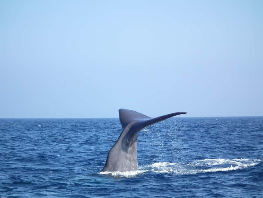 Whale-Watching, Dolphins & Whales from Bandol - Your 6-hour game plan on the water