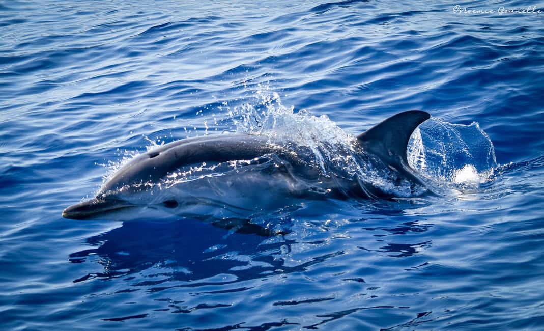 Whale-Watching, Dolphins & Whales from Bandol - What wildlife you can realistically hope to see