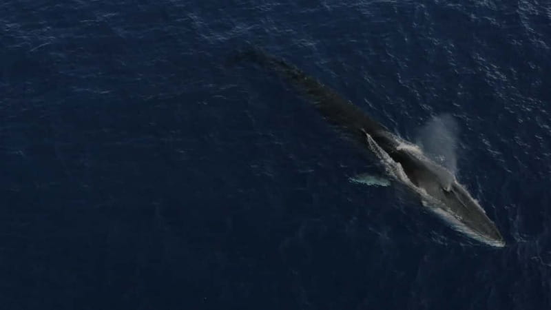 Whale-Watching, Dolphins & Whales from Bandol - What “High Quality Whale Watching” means on board