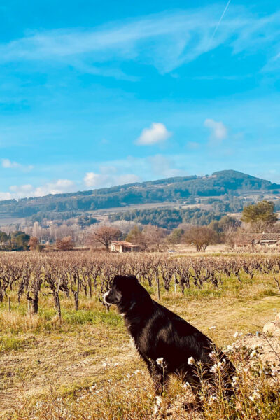 Wine Tasting Saint-Florent & Patrimonio - Why Patrimonio is a good place to learn Corsican wine