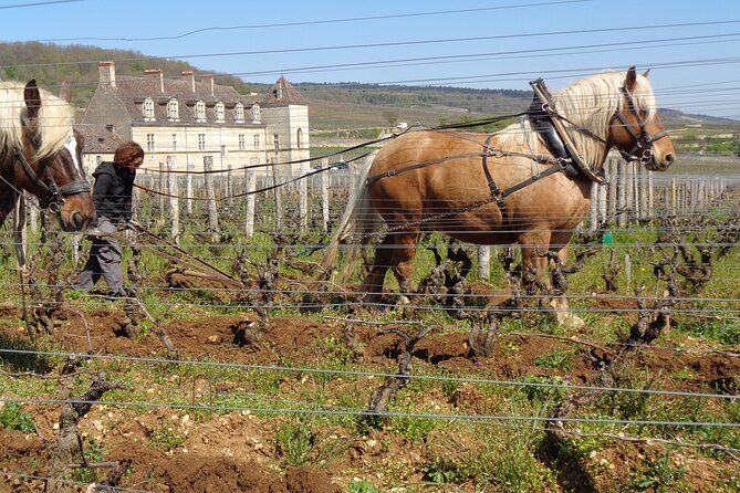 "Wine tasting tours in Burgundy" - Who gets the best value from the $599.70 price