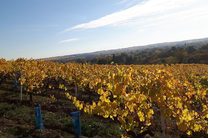 Wine tour and tasting at domain FL - A family-friendly visit, with limits