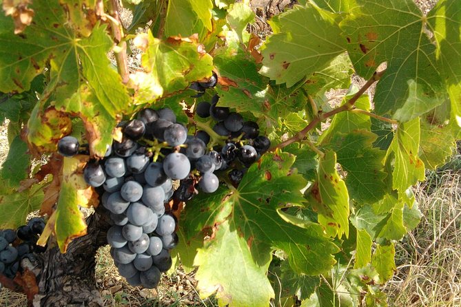 Wine Tour Bandol & Cassis from Marseille - The guides can turn transfers into part of the day