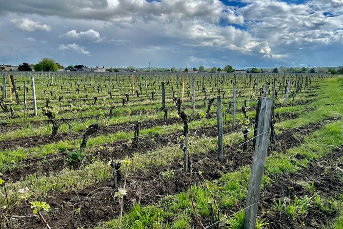 Wine Tour - Château Labrie Saint Emilion Grand Cru - Meeting Aurélien at Château Labrie