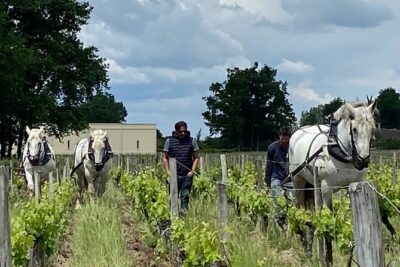 Wine Tour - Château Labrie Saint Emilion Grand Cru - What the One-Hour Visit Covers