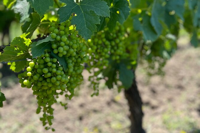 Wine Tour - Château Labrie Saint Emilion Grand Cru - Price, Timing, and Practical Value