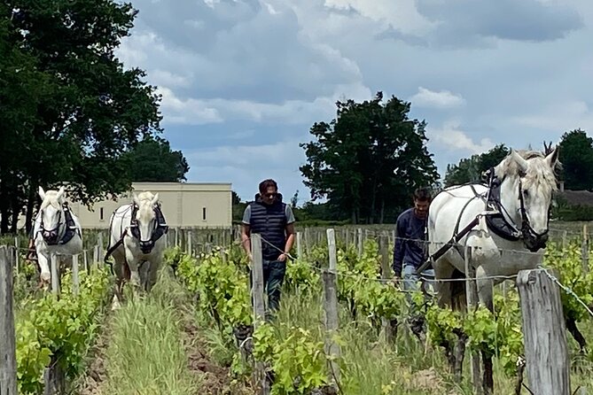 Wine Tour - Château Labrie Saint Emilion Grand Cru - What the One-Hour Visit Covers