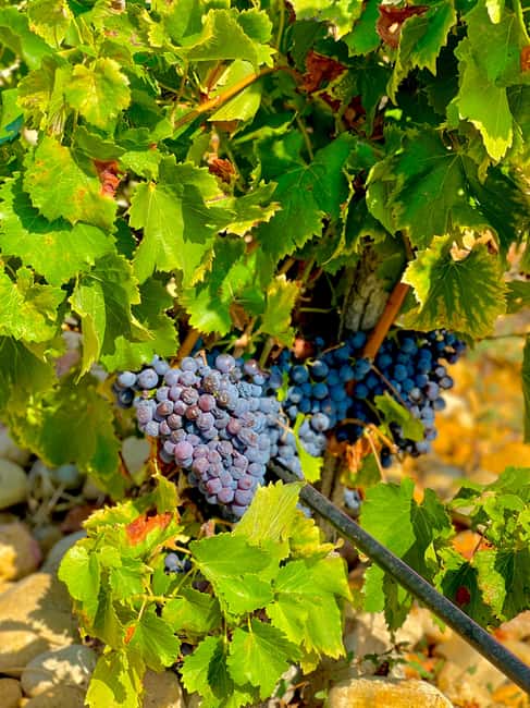 Wine Tour: On the Way to Chateauneuf du Pape - Key points about the Rhône wine tour