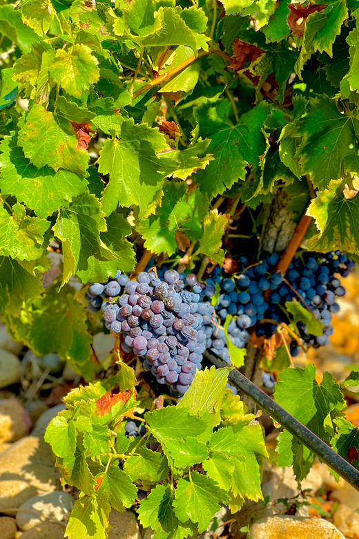 Wine Tour: On the Way to Chateauneuf du Pape - Should you book the Gigondas and Châteauneuf-du-Pape tour?