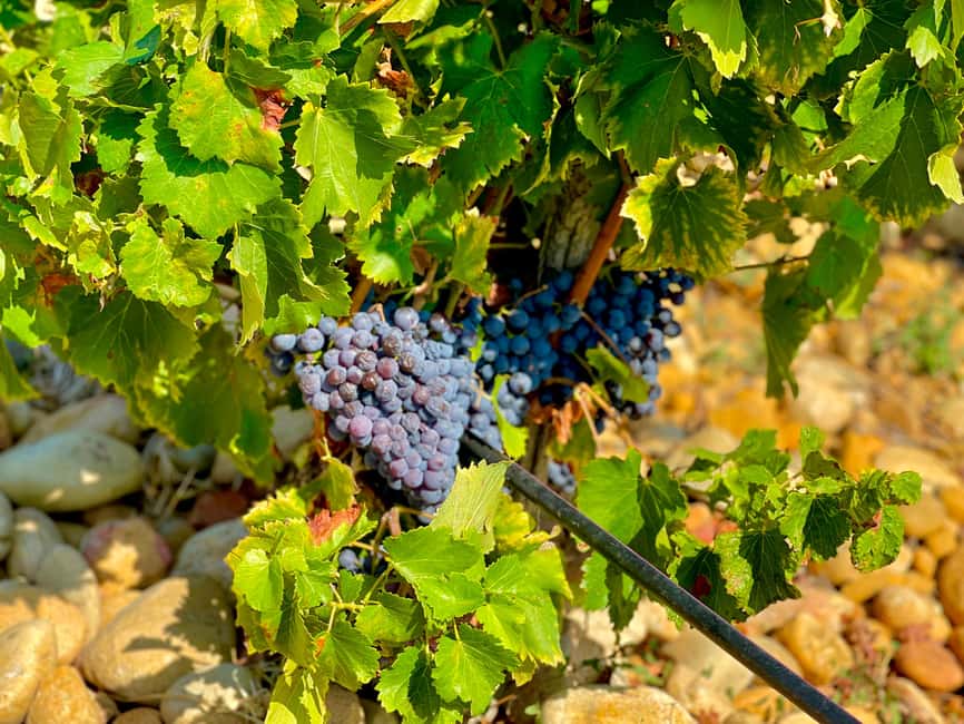Wine Tour: On the Way to Chateauneuf du Pape - Two tastings in Châteauneuf-du-Pape