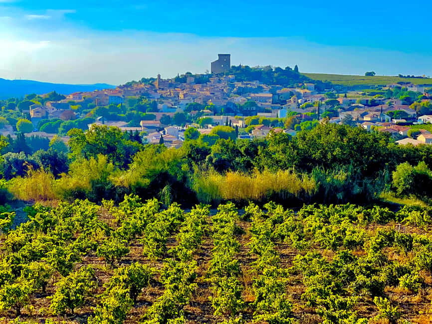 Wine Tour: On the Way to Chateauneuf du Pape - Who will enjoy this tour most